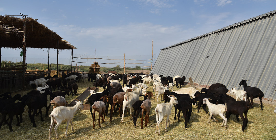 goats-and-sheep-in-uzbekistan